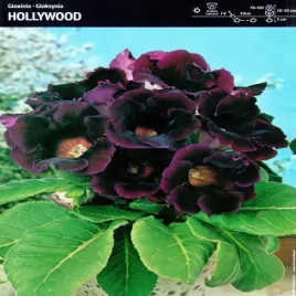 gloksynia-doniczkowa-hollywood-1-szt-gloxinia-gloksynie-sadzonka-cebulki