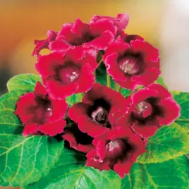 gloksynia-doniczkowa-defiance-1-szt-gloxinia-gloksynie-sadzonka-cebulki