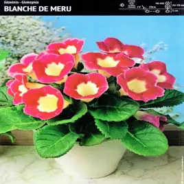 gloksynia-doniczkowa-blanche-de-meru-1-szt-gloxinia-sadzonka-cebulki