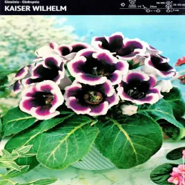 gloksynia-doniczkowa-kaiser-wilhelm-1-szt-gloxinia-gloksynie-sadzonka