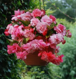 begonia-splendide-alifra-1-szt-begonie-sadzonki-sadzonka-bulwa
