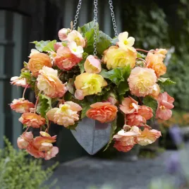 begonia-splendide-ballerina-1-szt-begonie-sadzonki-sadzonka-bulwa