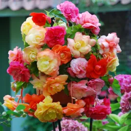 begonia-splendide-mix-5-szt-begonie-sadzonki-sadzonka-bulwa