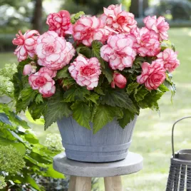 begonia-dwukolorowa-rosebud-1-szt-begonie-sadzonki-sadzonka-bulwa