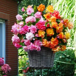 begonia-balcony-mix-5-szt-sadzonki-bulwy-begonie-sadzonka