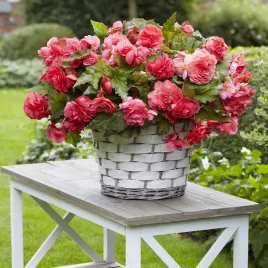 begonia-odorata-pink-delight-1-szt-begonie-sadzonki-sadzonka-bulwa