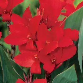 canna-paciorecznik-kanna-czerwona-red-1-szt-sadzonki-canny-kanny-sadzonka