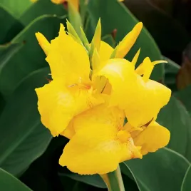 canna-paciorecznik-kanna-zolta-yellow-1-szt-sadzonki-canny-kanny-sadzonka
