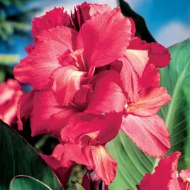 canna-paciorecznik-kanna-rozowa-pink-1-szt-sadzonki-canny-kanny-sadzonka