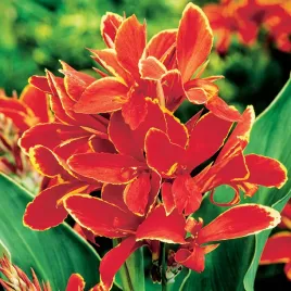 canna-kanna-paciorecznik-zolto-czerwona-1-szt-sadzonki-canny-kanny