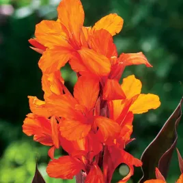 canna-paciorecznik-kanna-pomaranczowa-orange-1-szt-sadzonki-canny-kanny