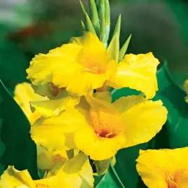 canna-kanna-paciorecznik-pfitzer-s-primose-yellow-1szt-sadzonki-canny-kanny