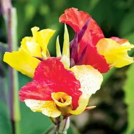 canna-kanna-paciorecznik-cleopatra-1-szt-sadzonki-canny-kanny-sadzonka