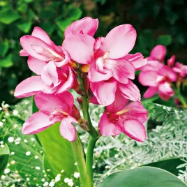canna-kanna-paciorecznik-la-boheme-1-szt-sadzonki-canny-kanny-sadzonka