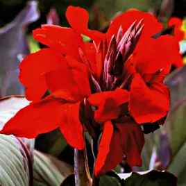 canna-kanna-paciorecznik-evening-star-czerwona-1-szt-sadzonki-canny-kanny