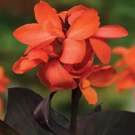 canna-kanna-paciorecznik-doniczkowa-niska-happy-wilma-1-szt-sadzonki-kanny