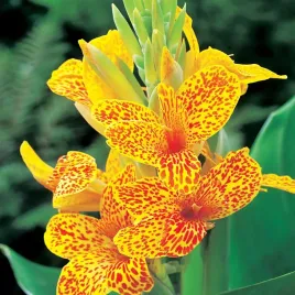 canna-kanna-paciorecznik-en-avant-1-szt-sadzonki-canny-kanny-sadzonka