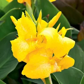 canna-kanna-paciorecznik-yellow-humbert-zolta-1-szt-sadzonki-canny-kanny