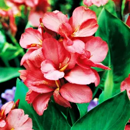 canna-kanna-paciorecznik-orchid-rozowa-1-szt-sadzonki-canny-kanny-sadzonka