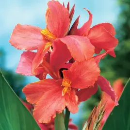 canna-kanna-paciorecznik-city-of-portland-1-szt-sadzonki-canny-kanny