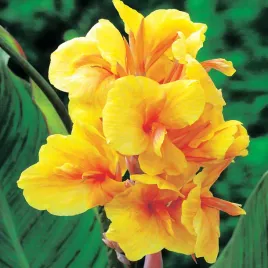 canna-kanna-paciorecznik-golden-lucifer-1-szt-sadzonki-canny-kanny