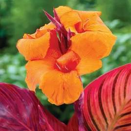 canna-kanna-paciorecznik-durban-1-szt-sadzonki-canny-kanny-sadzonka
