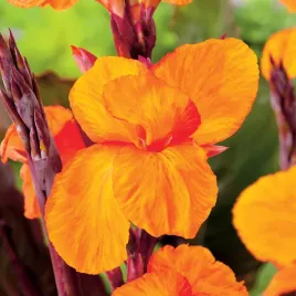 canna-kanna-paciorecznik-jivago-1-szt-sadzonki-canny-kanny