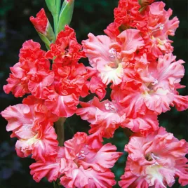 gladiolus-mieczyk-karbowany-you-two-frizzle-5szt-mieczyki-cebulki-mieczykow