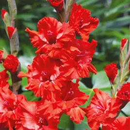 gladiolus-mieczyk-karbowany-fire-ruffle-5-szt-mieczyki-cebulki-mieczykow