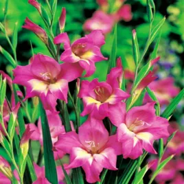 gladiolus-mieczyk-niski-nanus-charm-5-szt-mieczyki-cebulki-mieczykow