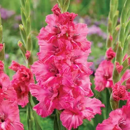 gladiolus-mieczyk-karbowany-kingstone-ruffle-5-szt-mieczyki-cebulki