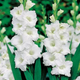 gladiolus-mieczyk-bialy-white-100-szt-mieczyki-cebulki-mieczykow