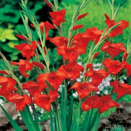 gladiolus-mieczyk-niski-nanus-mirella-5-szt-mieczyki-cebulki-mieczykow
