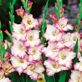 gladiolus-mieczyk-bialo-rozowy-xxl-5-szt-mieczyki-cebulki-mieczykow