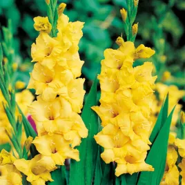 gladiolus-mieczyk-zolty-yellow-xxl-5-szt-mieczyki-cebulki-mieczykow