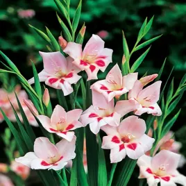 gladiolus-mieczyk-niski-nanus-elvira-5-szt-mieczyki-cebulki-mieczykow