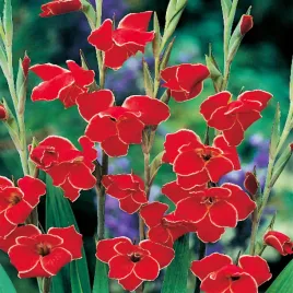 gladiolus-mieczyk-niski-nanus-atom-5-szt-mieczyki-cebulki-mieczykow