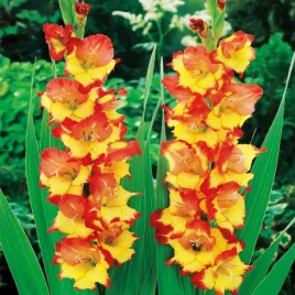 gladiolus-mieczyk-czerwono-zolty-5-szt-mieczyki-cebulki-mieczykow