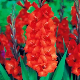 gladiolus-mieczyk-pomaranczowy-orange-xxl-5-szt-mieczyki-cebulki-mieczykow
