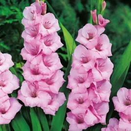 gladiolus-mieczyk-rozowy-pink-xxl-5-szt-mieczyki-cebulki-mieczykow