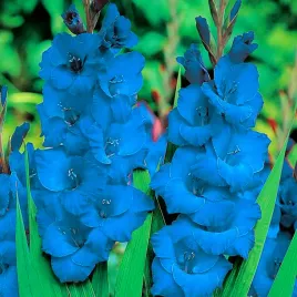 gladiolus-mieczyk-niebieski-blue-10-szt-mieczyki-cebulki-mieczykow