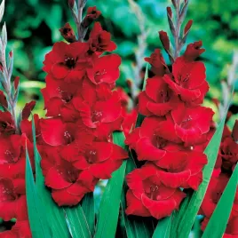 gladiolus-mieczyk-czerwony-red-5-szt-mieczyki-cebulki-mieczykow