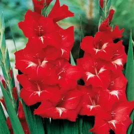 gladiolus-mieczyk-czerwono-bialy-xxl-5-szt-mieczyki-cebulki-mieczykow