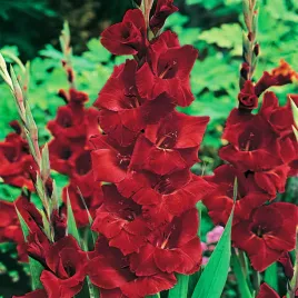 gladiolus-mieczyk-wielkokwiatowy-oscar-5-szt-mieczyki-cebulki-mieczykow