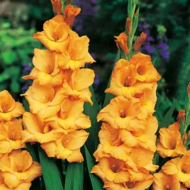 gladiolus-mieczyk-wielkokwiatowy-ovatie-5-szt-mieczyki-cebulki-mieczykow