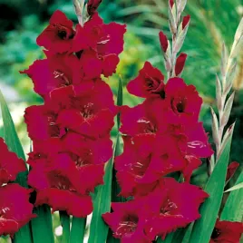 gladiolus-mieczyk-wielkokwiatowy-plum-tart-5-szt-mieczyki-cebulki-mieczykow