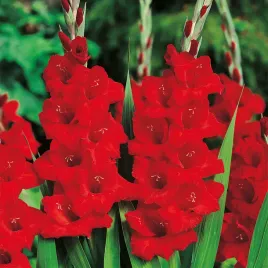 mieczyk-wielkokwiatowy-advance-red-5-szt-mieczyki-cebulki-mieczykow