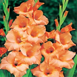 mieczyk-wielkokwiatowy-peter-pears-5szt-mieczyki-cebulki-mieczykow-kwiatowe