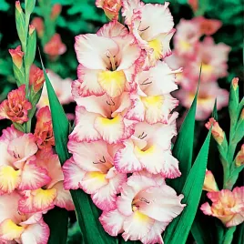 gladiolus-mieczyk-wielkokwiatowy-priscilla-5-szt-mieczyki-cebulki-mieczykow