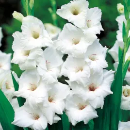 mieczyk-wielkokwiatowy-white-prosperity-5-szt-mieczyki-cebulki-mieczykow